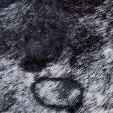 Cowhide Rug FEB26-114 (220cm x 180cm)