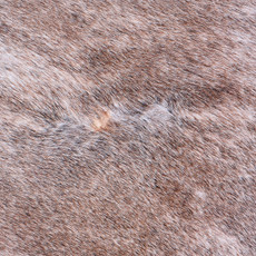 Cowhide Rug AUG26-012 (240cm x 210cm)
