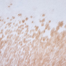 Cowhide Rug AUG26-019 (240cm x 225cm)
