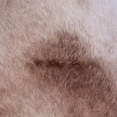 Cowhide Rug AUG26-042 (230cm x 210cm)