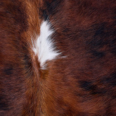 Cowhide Rug AUG26-053 (230cm x 210cm)