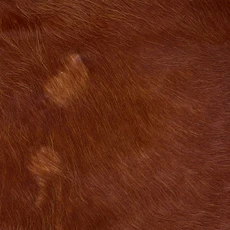 Cowhide Rug AUG26-055 (210cm x 220cm)