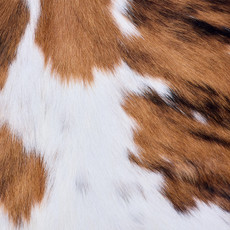 Cowhide Rug AUG26-060 (200cm x 180cm)