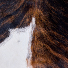 Cowhide Rug AUG26-115 (210cm x 200cm)
