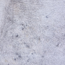 Cowhide Rug AUG26-118 (230cm x 190cm)