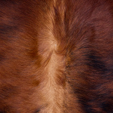 Cowhide Rug AUG26-127 (210cm x 200cm)