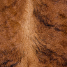 Cowhide Rug AUG26-127 (210cm x 200cm)