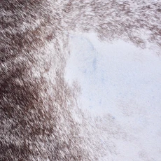 Cowhide Rug AUG26-168 (220cm x 210cm)