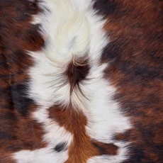 Brown And White  Cowhide Rug NOV26-051 (220cm x 180cm)