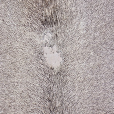 French Grey Cowhide Rug NOV26-055 (190cm x 160cm)