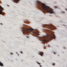 Dappled Brown And White Cowhide Rug NOV26-197 (200cm x 200cm)