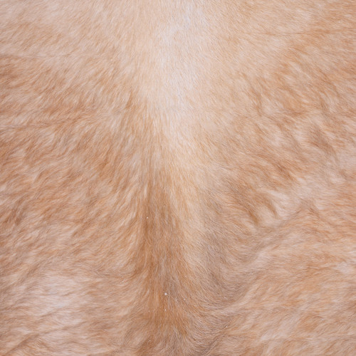 Cowhide Rug FEB25-181 (220cm x 210cm)