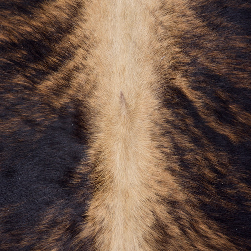 Starburst Brindle Cowhide Rug NOV26-054 (220cm x 200cm)