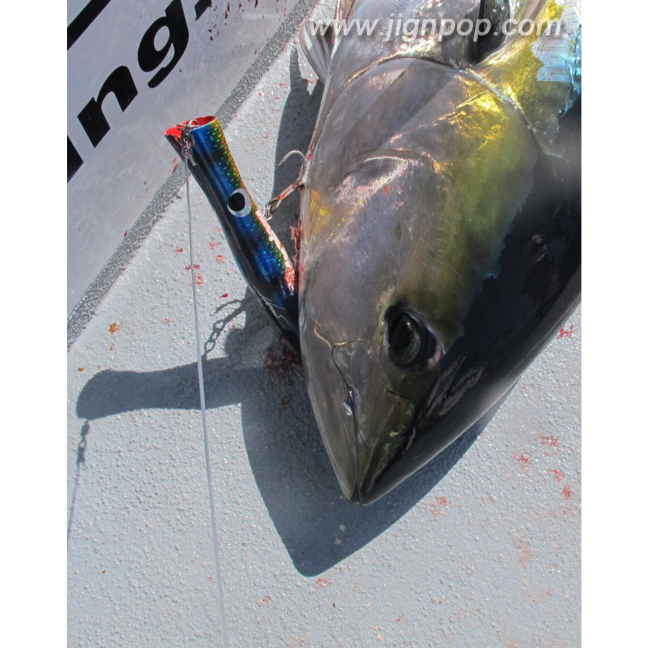 Yellowfin  -  PV Mexico, April 2012