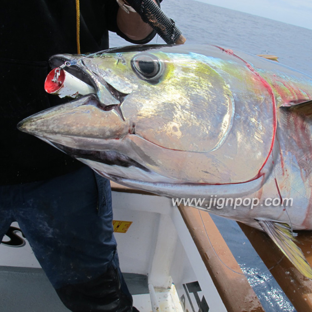 Yellowfin  -  PV Mexico, April 2012