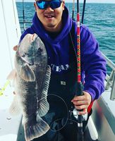 11/3/15: Nice Seabass & Blackfish with Black Hole Challenger Bank 731M Rod from RI!