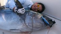 10/14/15: Bluefin Tuna Popping!
