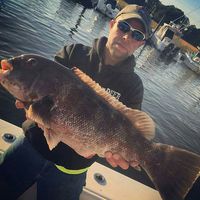 10/22/15: 12.5lb Blackfish landed by Gene! Fresh Fishing Report!