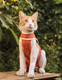 Kimbavet Body Cobre Post Quirurgica Para Perros y Gatos