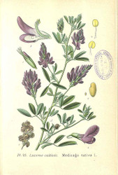 Herbal Monograph: ALFALFA (Medicago sativa)