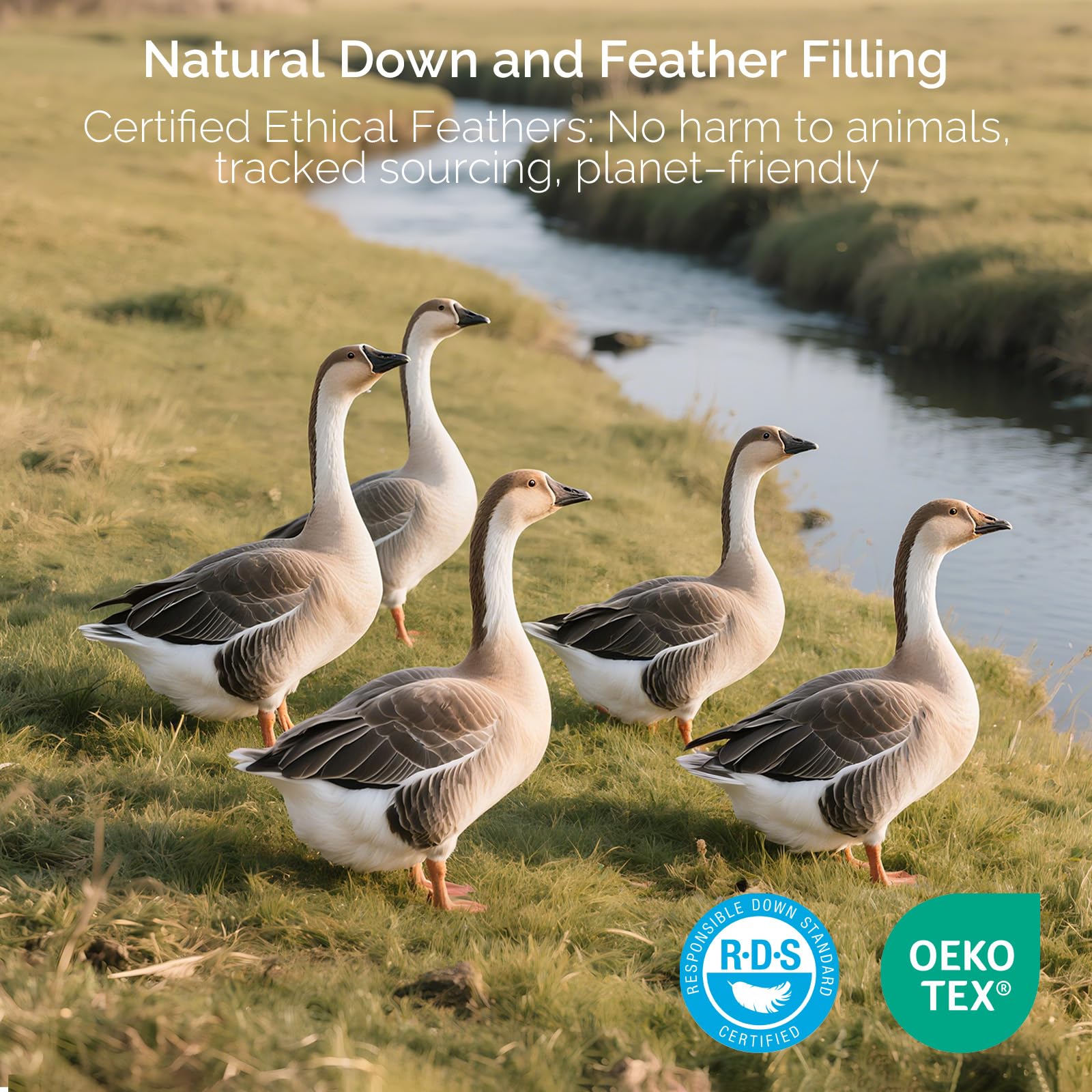 downluxe Goose Feather and Down Pillows - 2 Pack Gusseted Hotel Collection Feather Pillows Set of 2 for Back, Stomach or Side Sleepers, Queen Size (18"x26"x2")