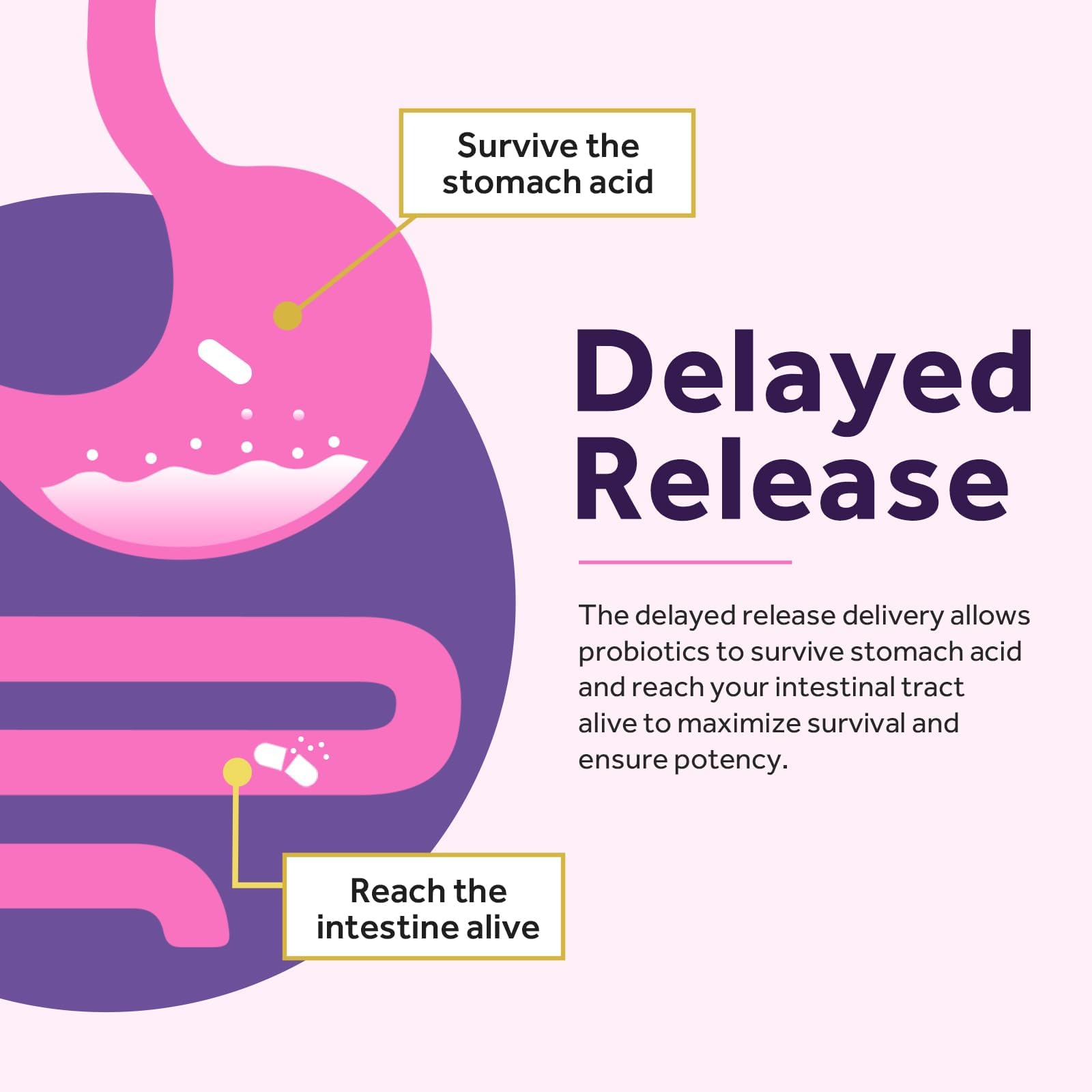 Doctor's Recipes Women's Probiotic, 60 Caps 50 Billion CFU 16 Strains, with Organic Cranberry, Digestive Immune Vaginal & Urinary Health, Shelf Stable, Delayed Release, No Soy Gluten Dairy