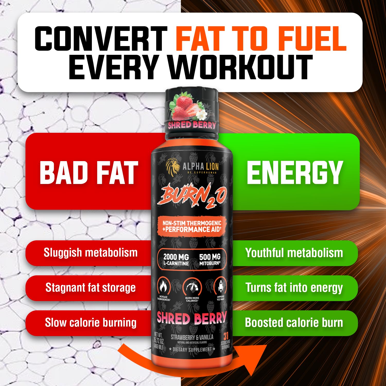 ALPHA LION Burn2O L-Carnitine Liquid 2000mg, Premium Liquid Fat Burner & Pre-Workout Supplement for Men & Women - Natural Energy & Metabolism Booster for Weight Loss - ShredBerry