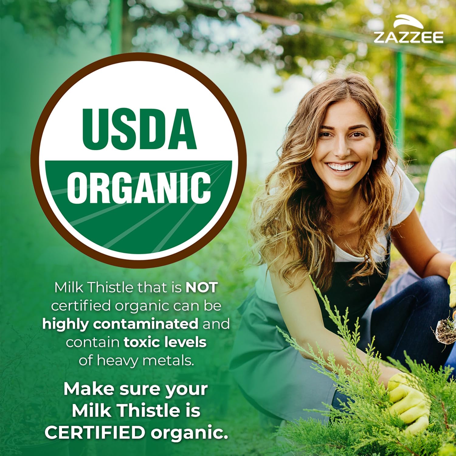 Zazzee USDA Organic Milk Thistle Extract 30:1, 80% Silymarin, 7500 mg Equivalent, 180 Vegan Capsules, Certified Kosher, High Potency Liver Support Supplement, Antioxidant Support, Non-GMO, Made in USA