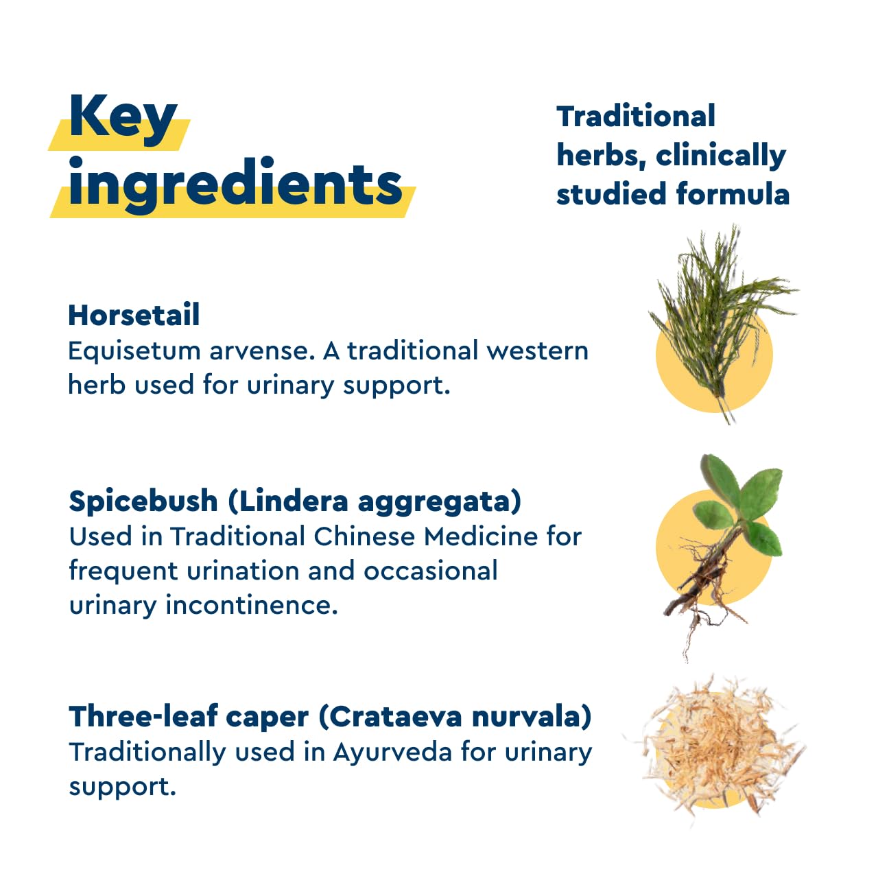 Uqora in Control Bladder Support - Daily Bladder Care & Support for Urinary Comfort - Made with botanicals, Like Horsetail & Spicebush - Gluten-Free & Vegetarian - 120 Capsules (2 Pack)