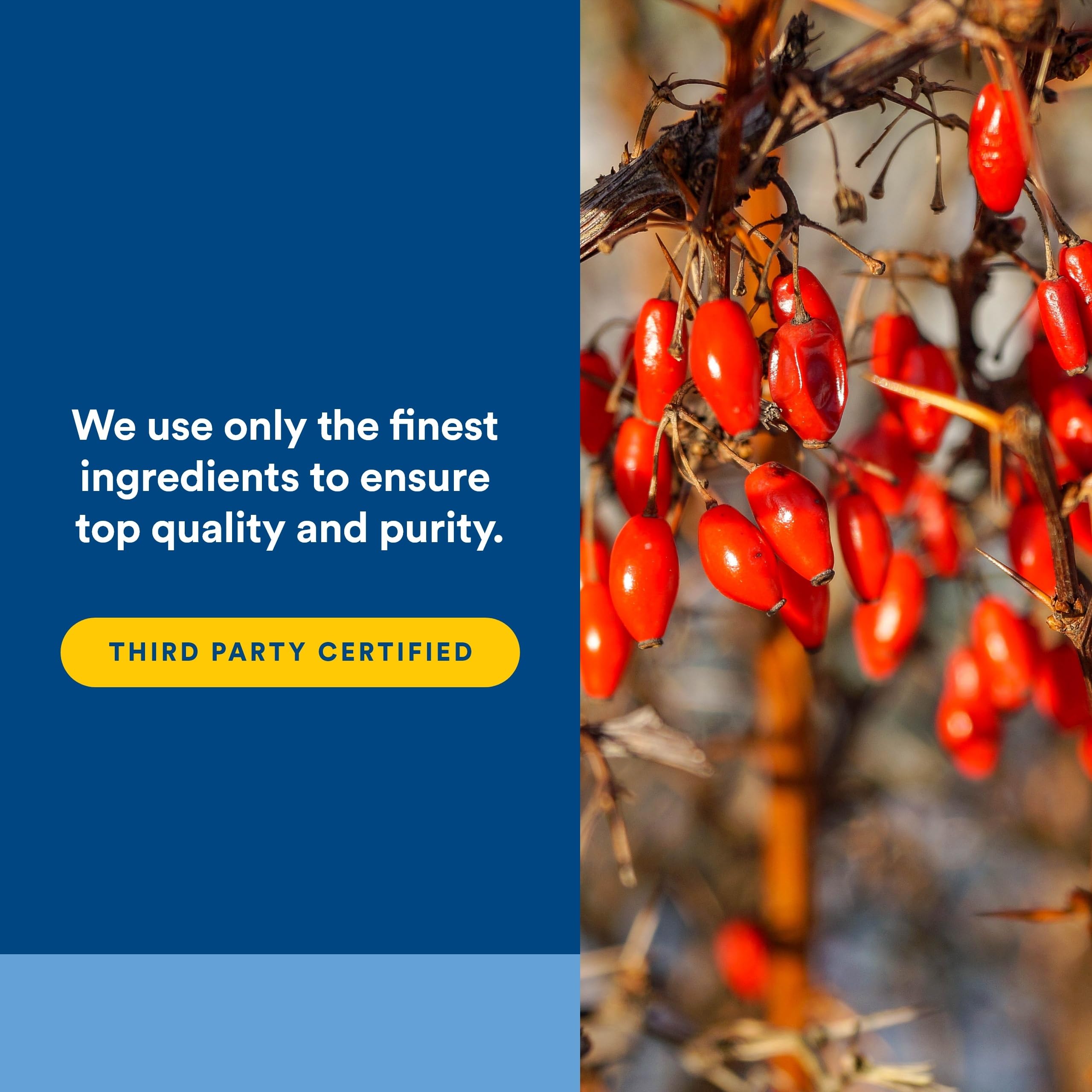 Natural Factors WellBetX Berberine - Daily Supplement Supports Metabolic Health - Formula Supports Healthy Heart - Gluten-Free & Vegan - 60 Vegetarian Capsules (60 Servings)