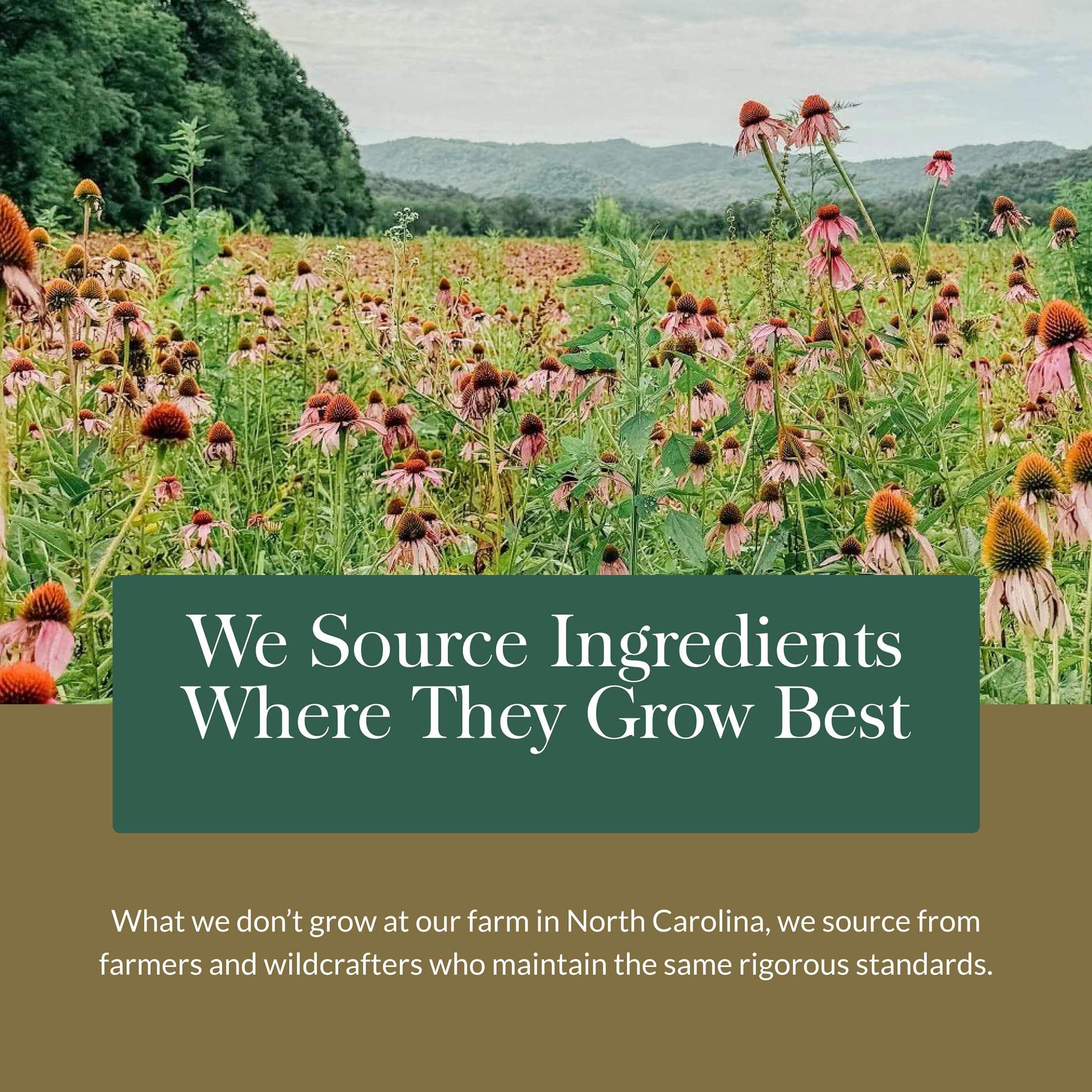 Gaia Herbs Quick Defense - Fast-Acting Immune Support Supplement* - Echinacea, Black Elderberry, Ginger & Andrographis - 40 Vegan Liquid Phyto-Caps (20 Servings)