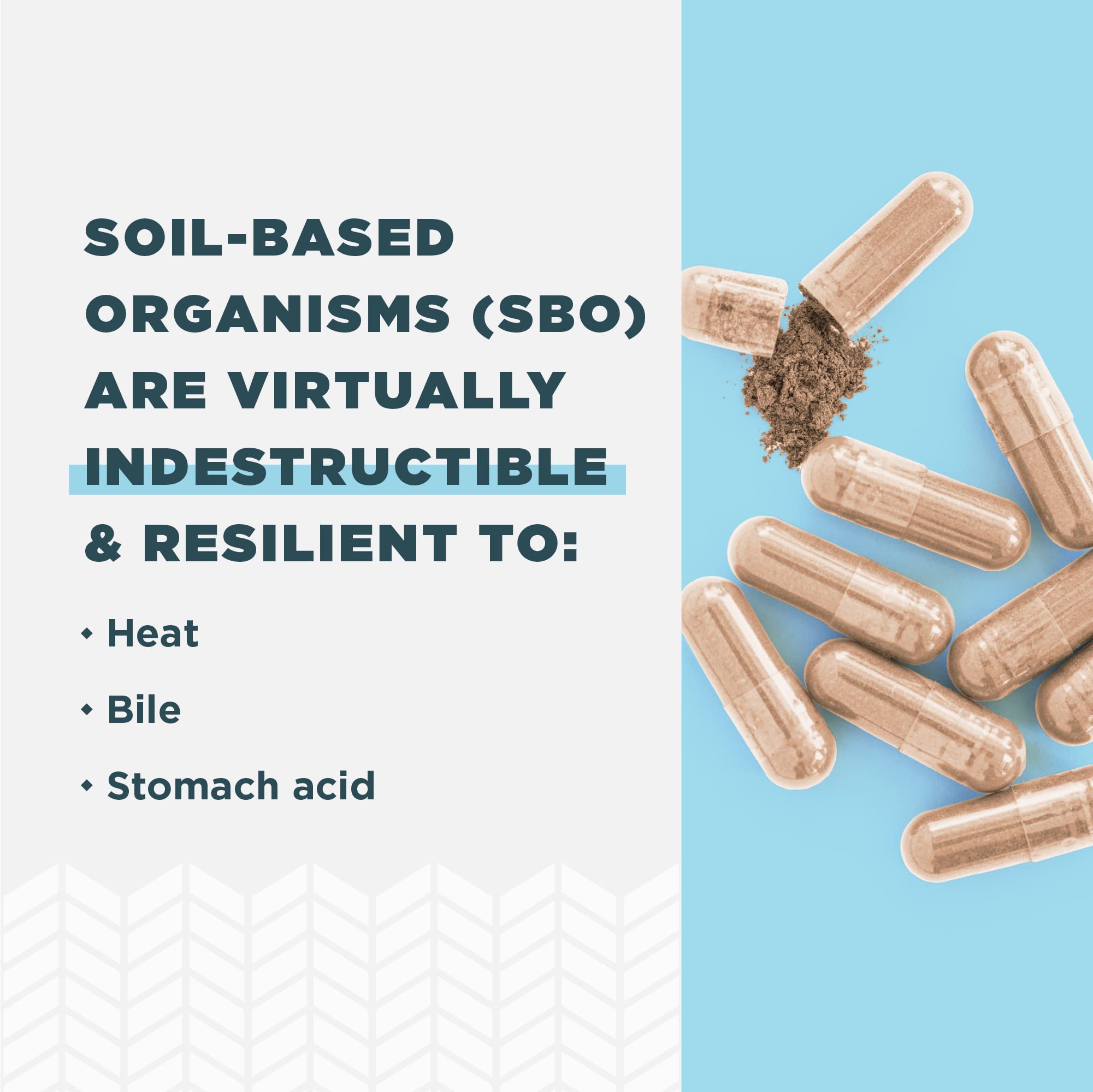 Ancient Nutrition Probiotics for Men, SBO Probiotics Men's 60 Ct, for Gut Health, Digestive and Immune Support, Boosts Muscle Mass and Fat Metabolism, 25 Billion CFUs* Per Serving