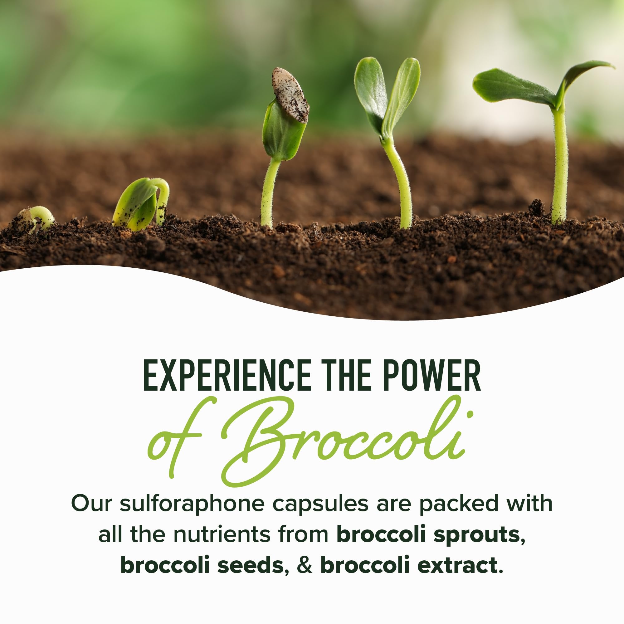 50MG Sulforaphane Supplement from Broccoli Sprouts | NRF2 Activation, Cellular Health & Immune Support | Glucoraphanin, Myrosinase & Antioxidants | Third-Party Tested | 60 Broccoli Seed Microbeadlets