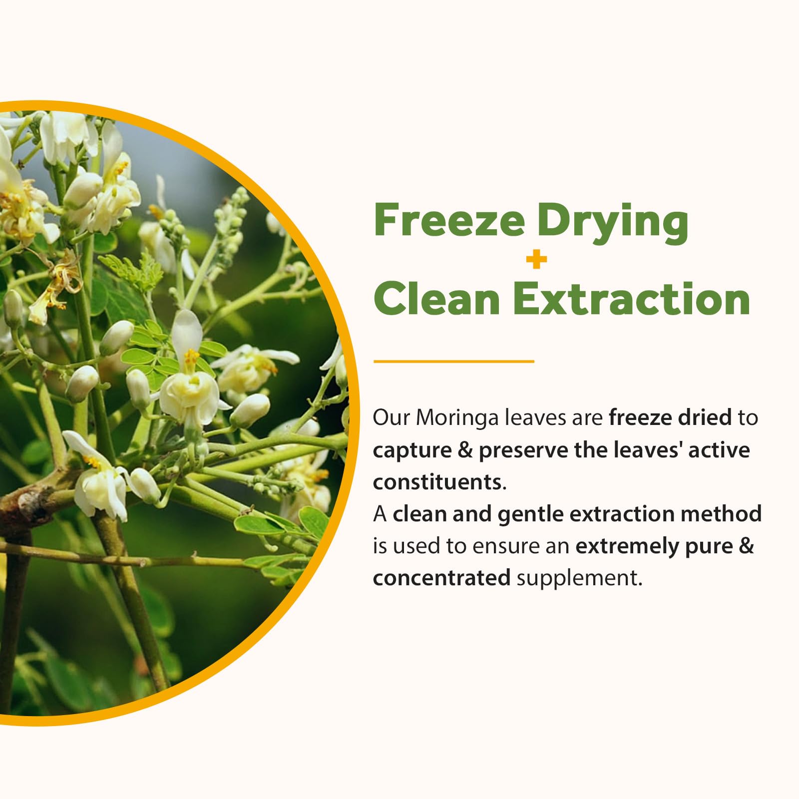 Doctor's Recipes Moringa, Complete Green Superfood, Natural Antioxidant Support, Non-GMO, 240 Vegan Caps, No Caffeine Soy Gluten