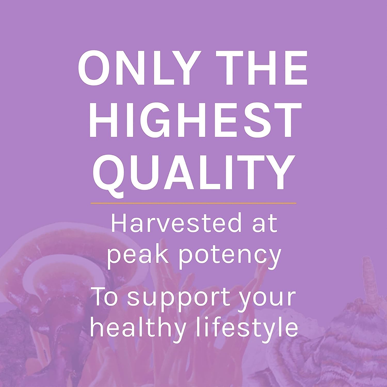 Host Defense Lion's Mane Powder - Brain Health Support Supplement - Mushroom Supplement to Support Focus & Memory Function - Immune & Nervous System Support Supplement - 3.5 oz (66 Servings)*