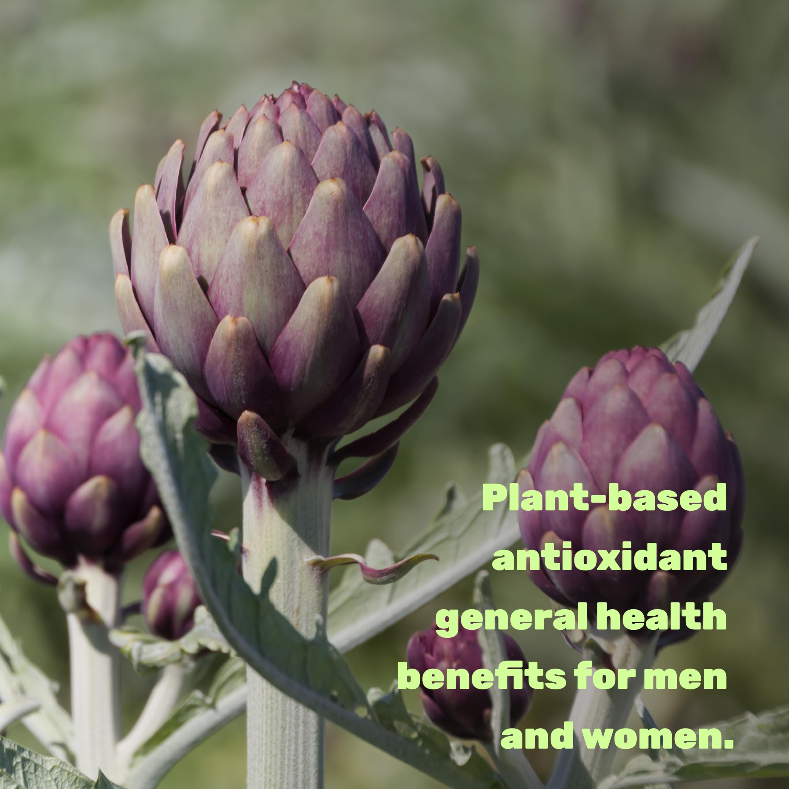 Apigenin, 100mg Per Serving, 240 Capsules – Raw Plant Extract from Chamomile Flower – Active Bioflavonoids & Antioxidants – Sleep & Relaxation Supplement – Non-GMO