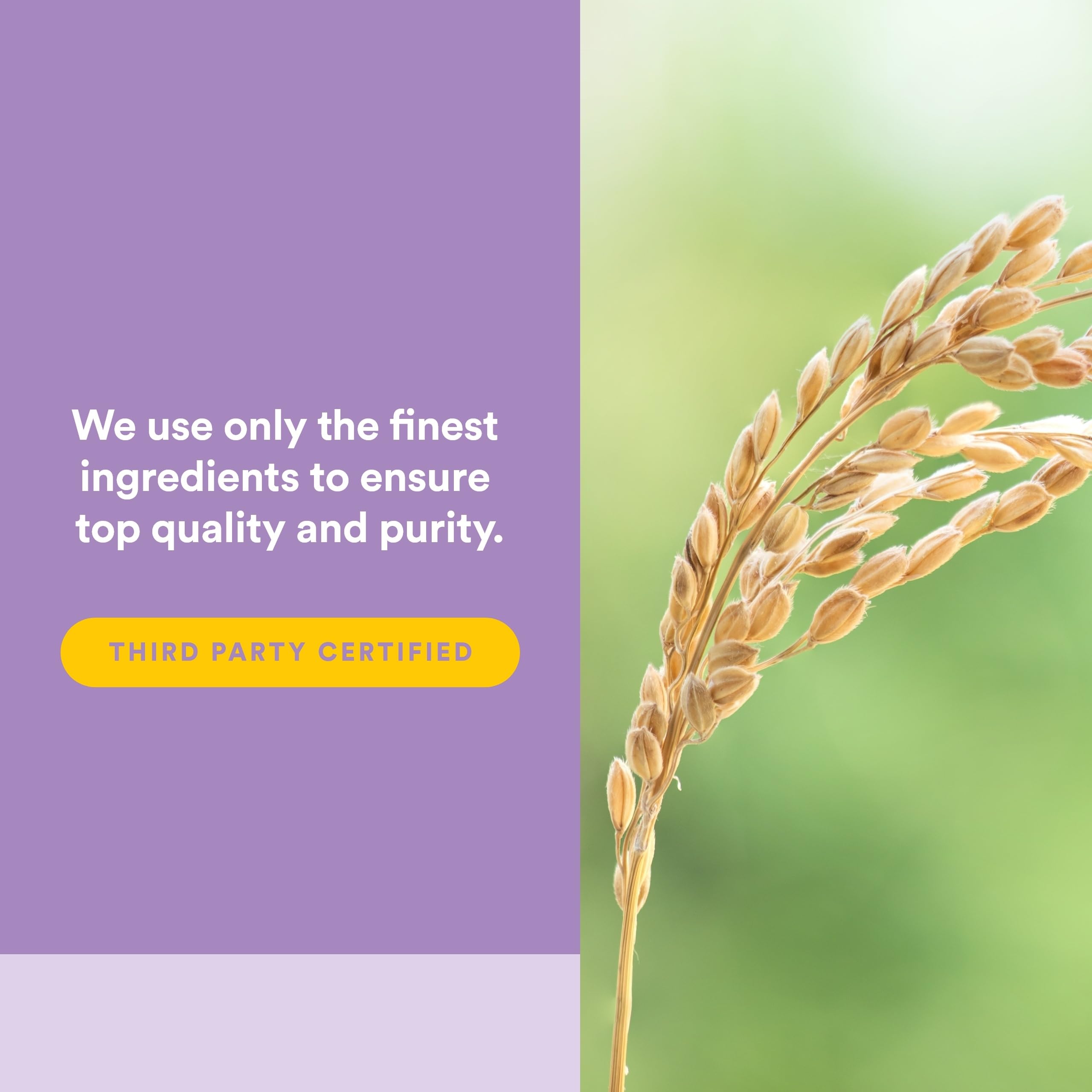 Natural Factors Pharma GABA - Dietary Supplement Supports Calm Sleep & Sleep Quality - Natural, Fast-Working Supplement Aids Focus & Brain Health - 60 Chewable Tablets (30 Servings)