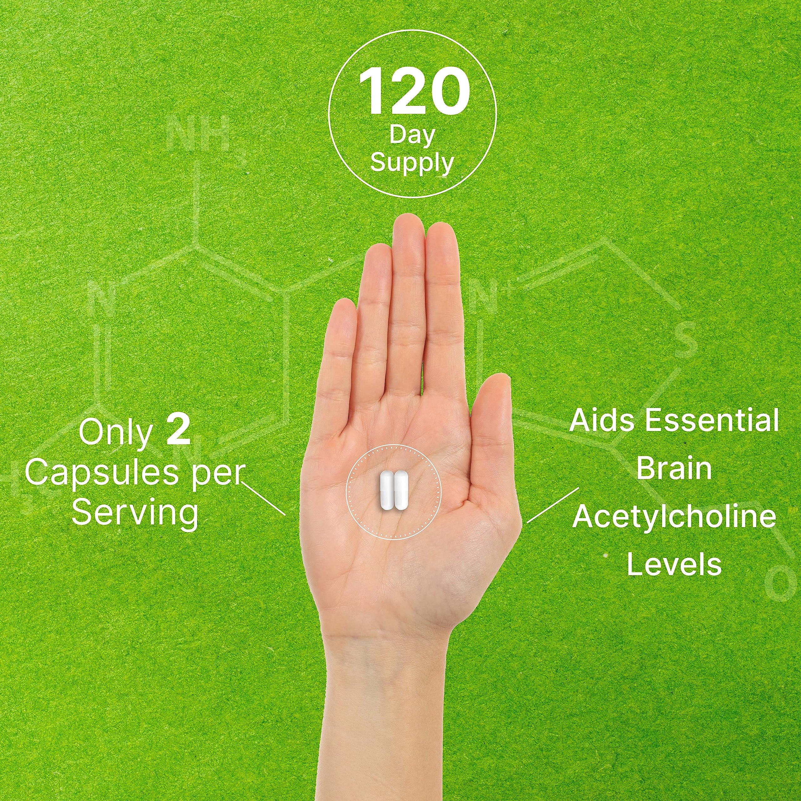 Alpha GPC 600mg Per Serving, 240 Capsules – Bioavailable Choline Replenishment –Nootropic Brain Health Supplements for Memory and Focus – Non-GMO, Gluten Free