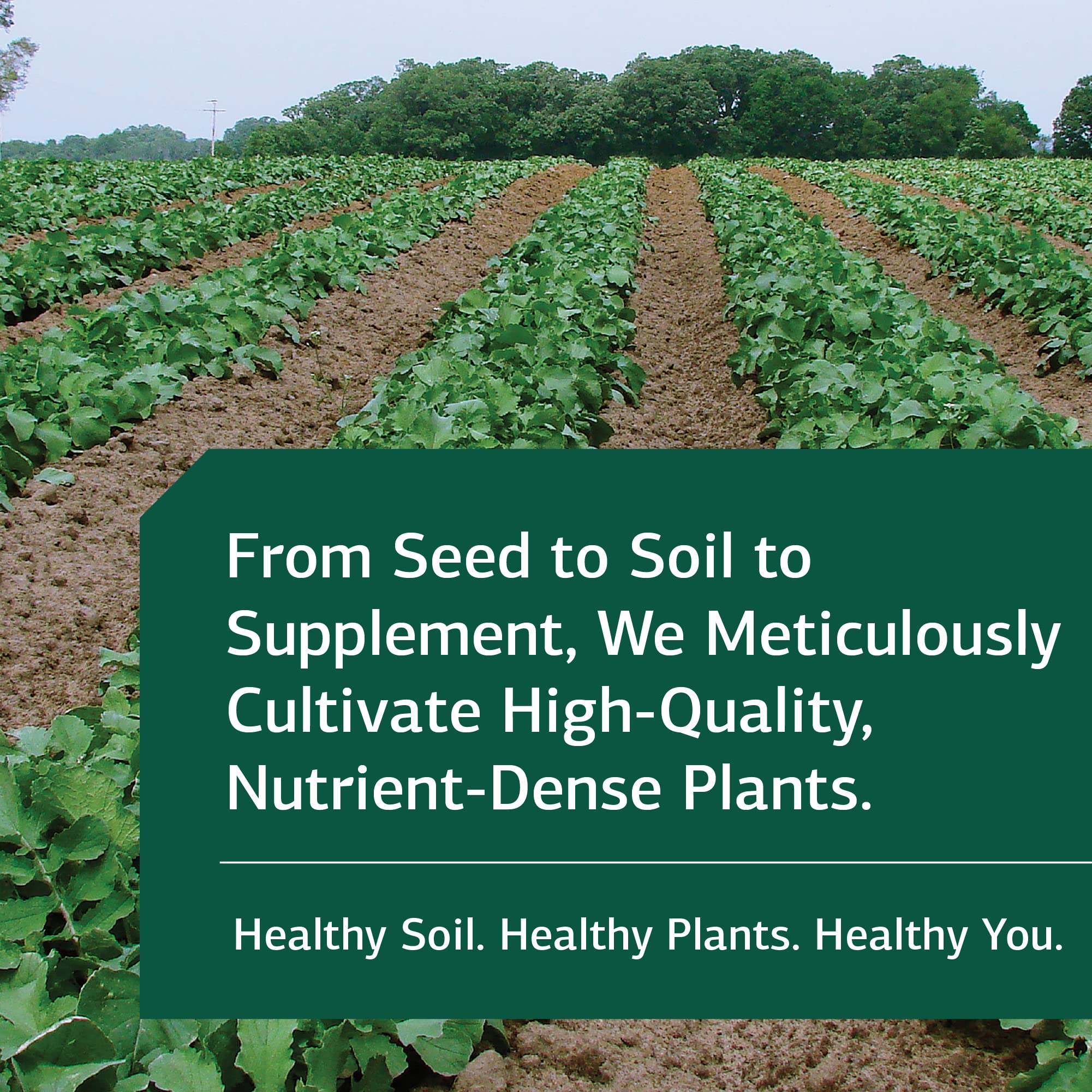 Standard Process Drenamin - Adrenal Function Supplement for Healthy Stress Response - Supports Healthy Energy Production & Metabolism - Gluten-Free, Non-Dairy & Non-Soy - 90 Tablets (90 Servings)