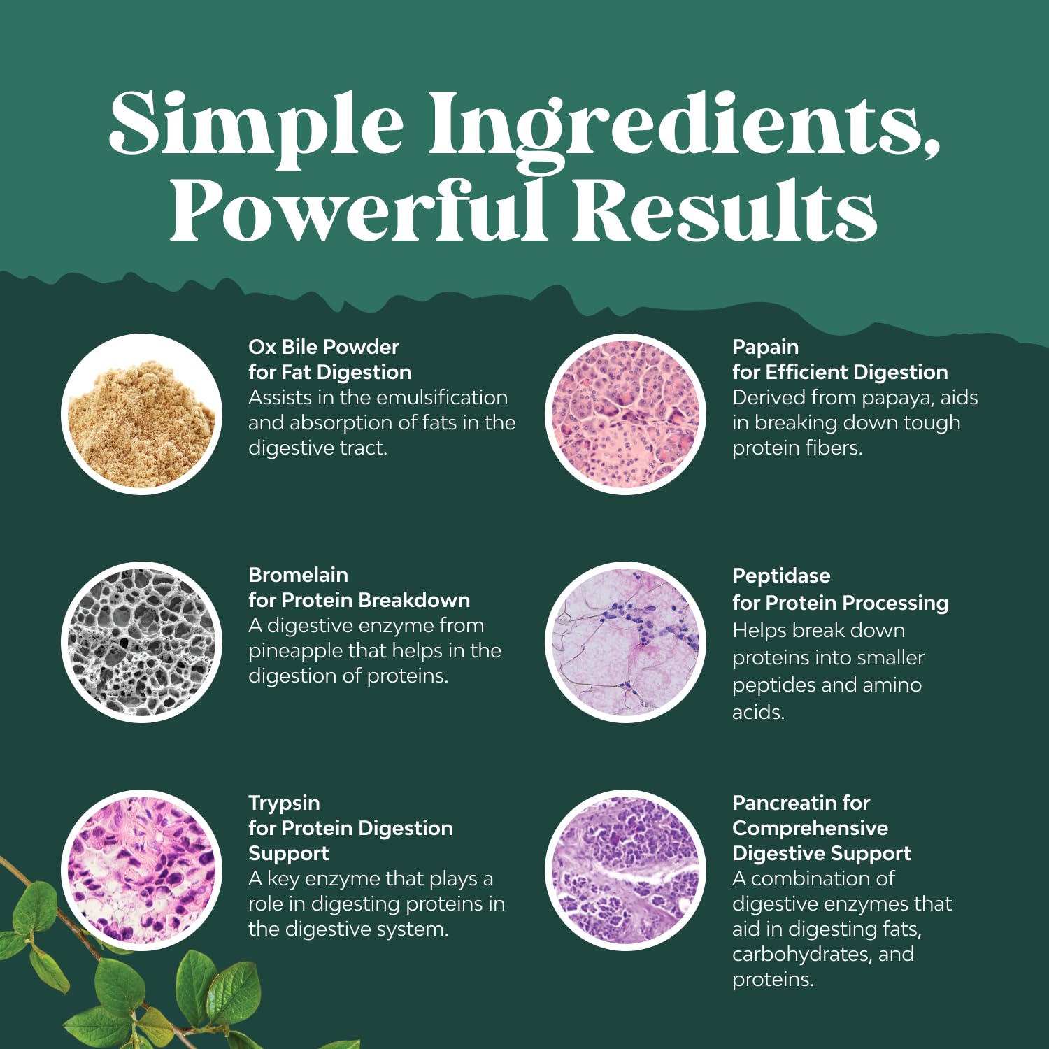 Digestive Enzymes with Ox Bile - Ox Bile Supplements for No Gallbladder with Trypsin, Papain & Bromelain Enzyme for Pancrease Cleanse & Detox - Pancreatin Digestion Enzymes for Women & Men - 90 Ct