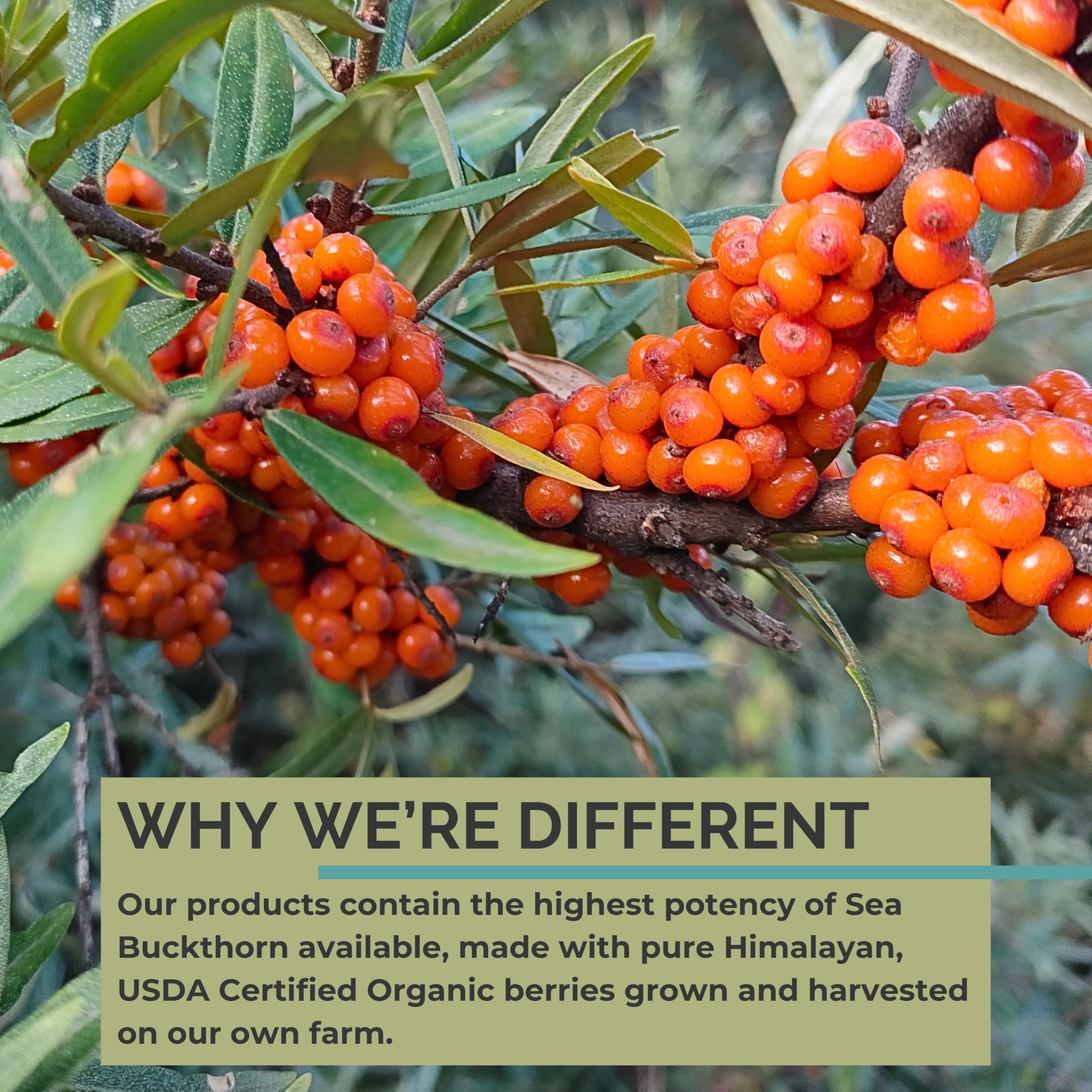 SeabuckWonders Complete Omega 3-6-7-9 Organic Sea Buckthorn Oil, 180 Softgels, 90 Day Supply, Supports Hair, Skin & Nails, Overall Health & Wellness