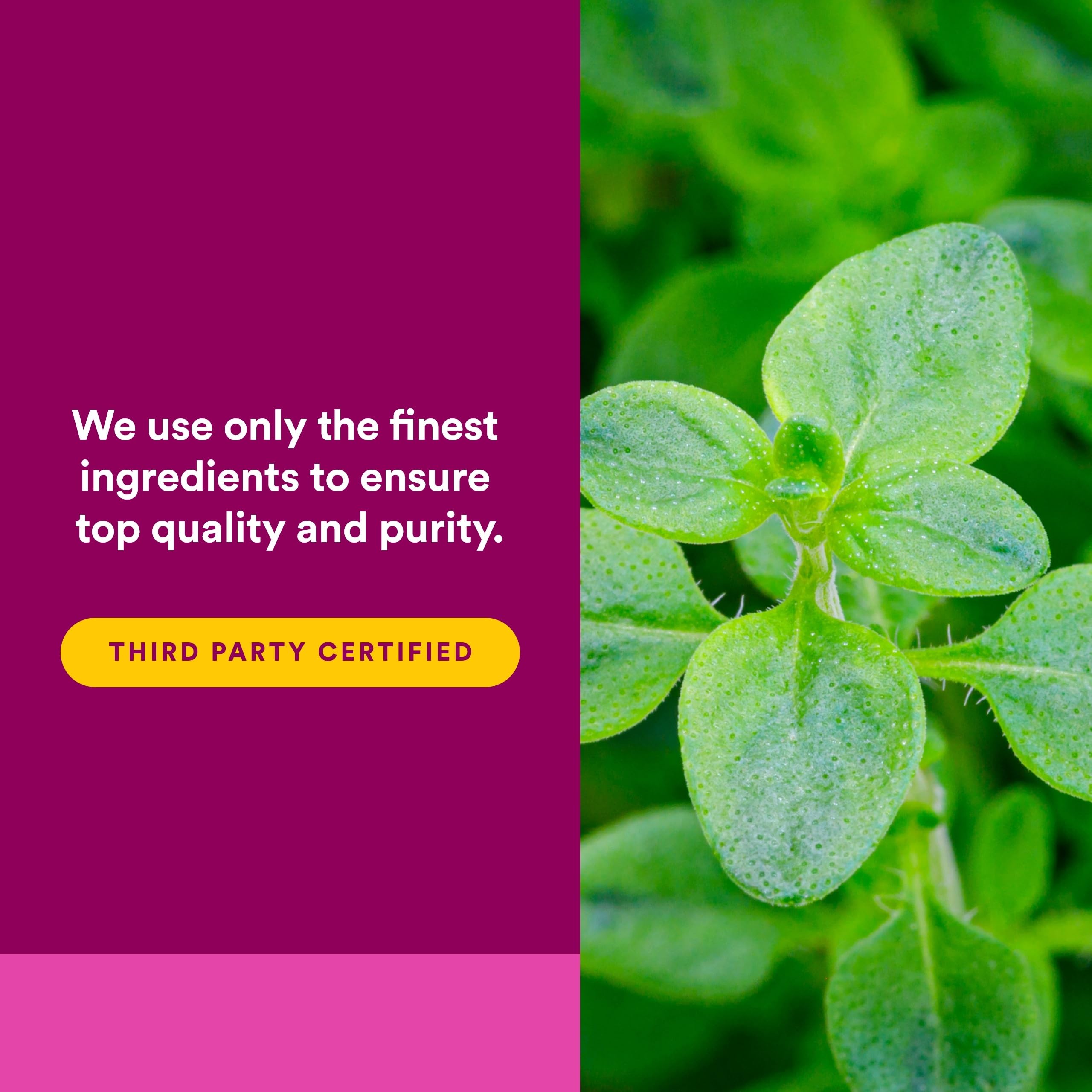 Natural Factors Oil of Oregano - Liquid Antioxidant Support Supplement for Immune Support - Easy Swallow Health Supplement with Non-GMO & Gluten-Free Formula - 3.25 fl oz