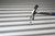 S11A175X01-E Nail with EPDM Washer - Annular Ring Shank (1 pc)