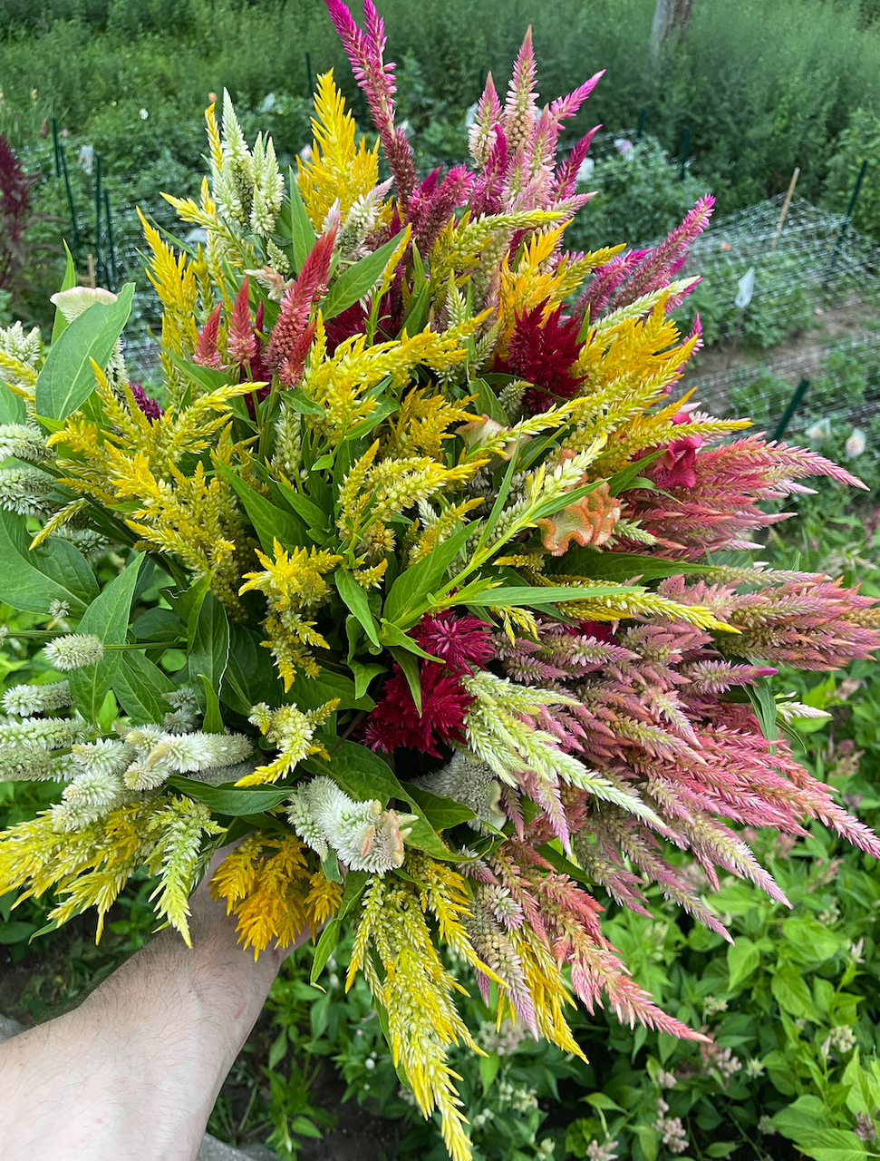 Gladiolus Flower Bulbs - Purple Feather Mix