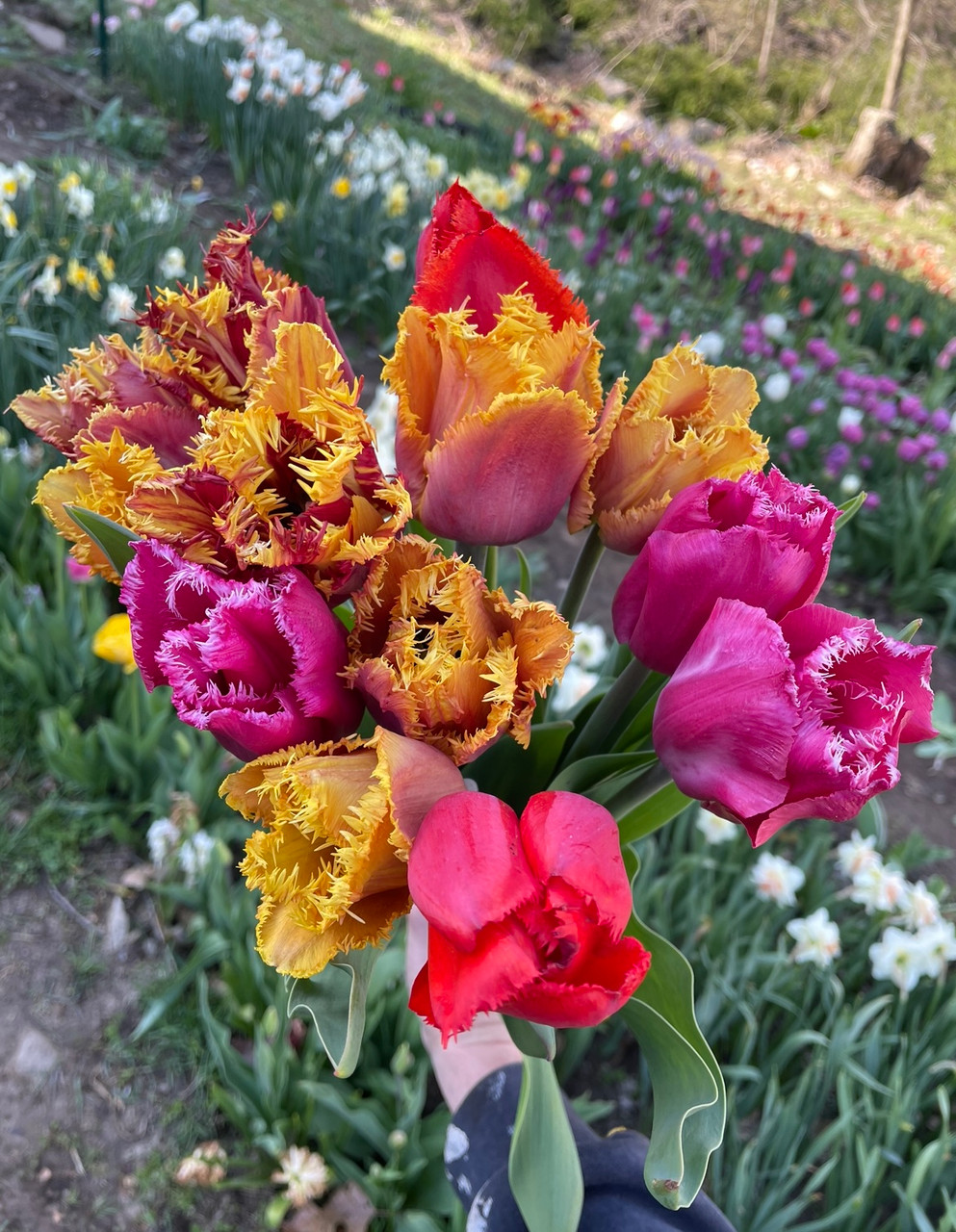 Fresh Tulips:Fringed Tulips