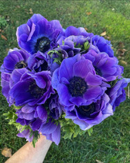 How to Grow Anemones 