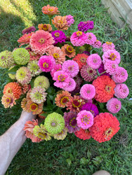 How to Grow Zinnias