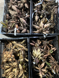How to Dig and Store Dahlia Tubers 