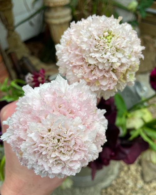 Pincushion Scabiosa Mix