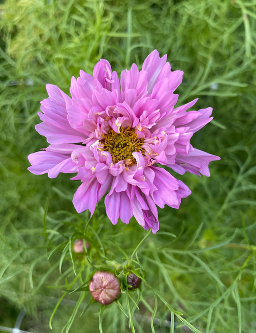 Double Click Bicolor Pink Cosmos